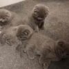 12.2 Gorgeous Scottish fold kittens for sale