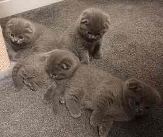 12.2 Gorgeous Scottish fold kittens for sale