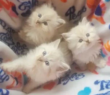 8. Siberian Kittens now available